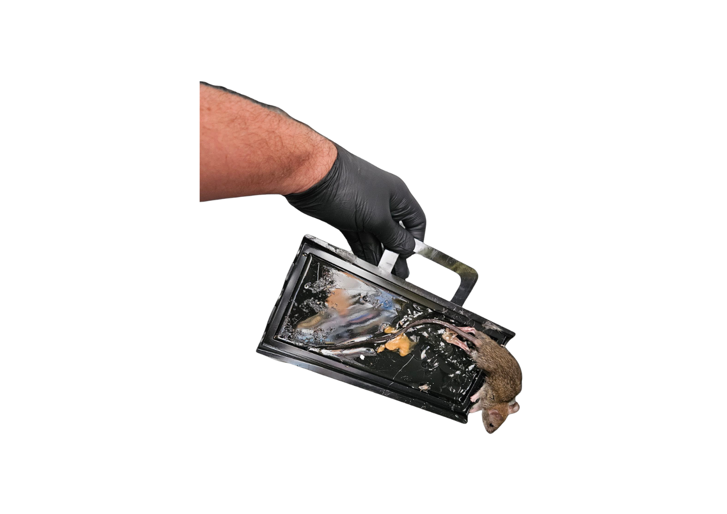 Glue Trays (Set of 2)